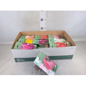 Flowerbulbs, corns or tubers   ...