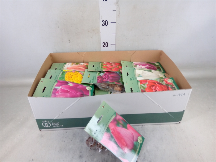 <h4>Flowerbulbs, corns or tubers   ...</h4>