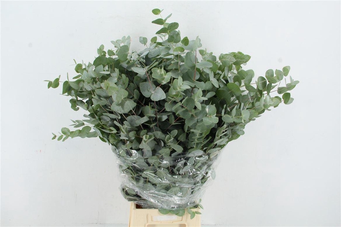 <h4>Euc Cinerea 300gr</h4>