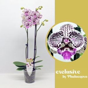 Zoe 2-tak 60cm (RIJP)