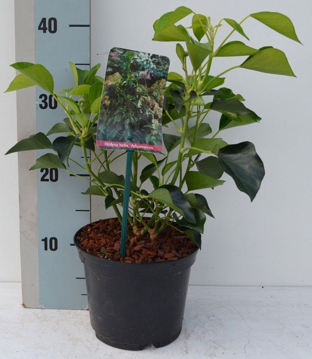 <h4>Hedera Helix 'Arborescens'</h4>