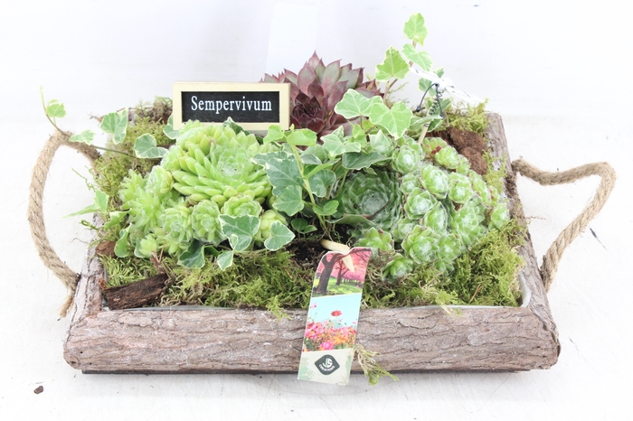 <h4>arr4 Semp JS - Schors tray oor L</h4>