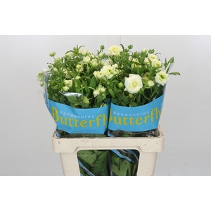 Ranunculus Butterfly Graces