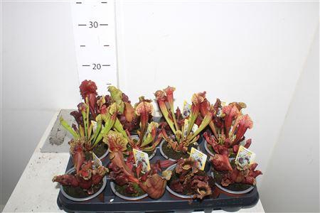 <h4>Sarracenia Ov</h4>