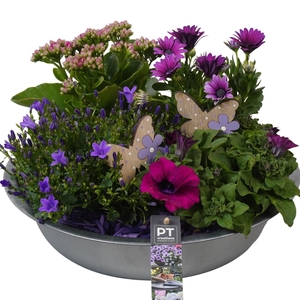 PTPP6864 Arrangement Patio in metalen schaal