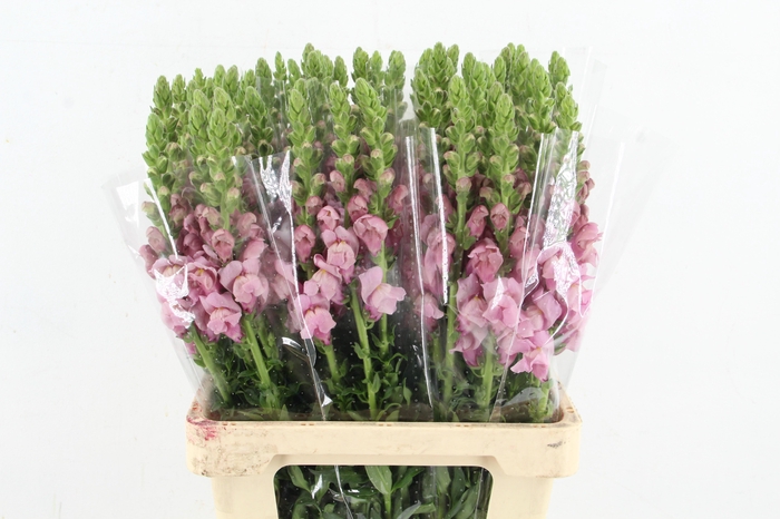 <h4>ANTIR POTOMAC LAVANDER</h4>