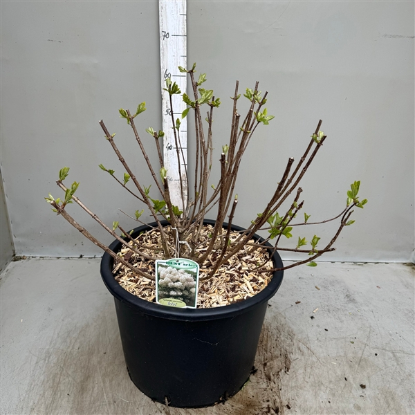 Hydrangea paniculata Bobo 25 ltr / p40