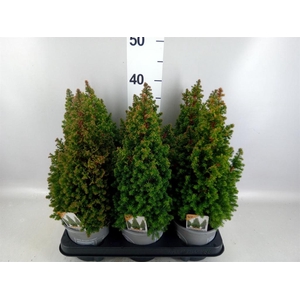 Chamaecyparis thyo. 'Spitsbergen'