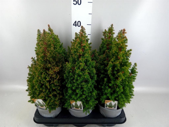 Chamaecyparis thyo. 'Spitsbergen'