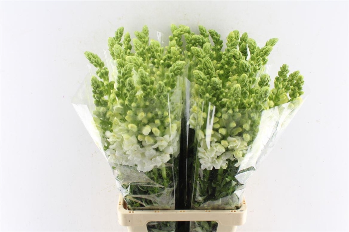 <h4>Antirrhinum Avignon White Imperial</h4>