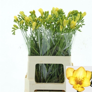 Freesia enk Dukaat