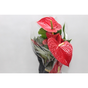 ANTHURIUM MICHIGAN P17 PREMIUM