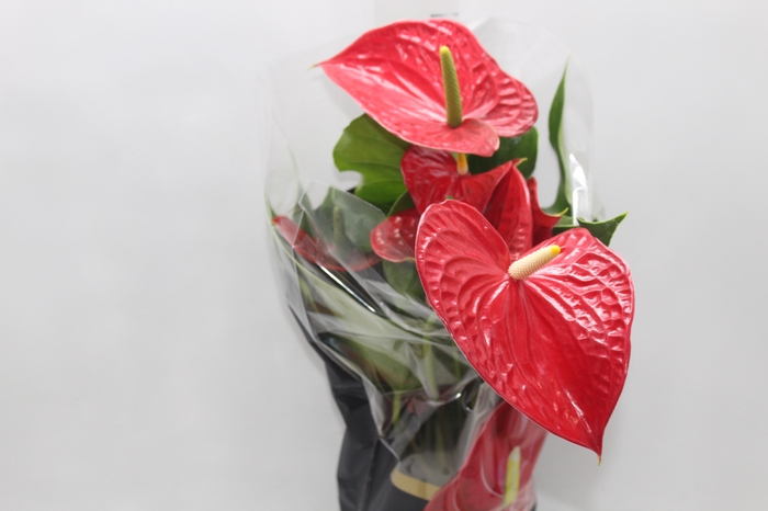 <h4>ANTHURIUM MICHIGAN P17 PREMIUM</h4>
