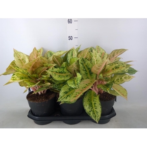 Aglaonema   ...