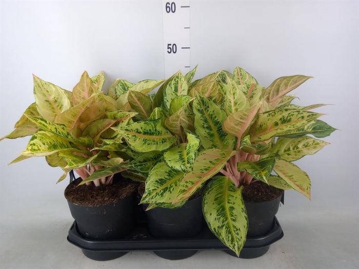 <h4>Aglaonema ...</h4>