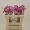 Calla Fantasia