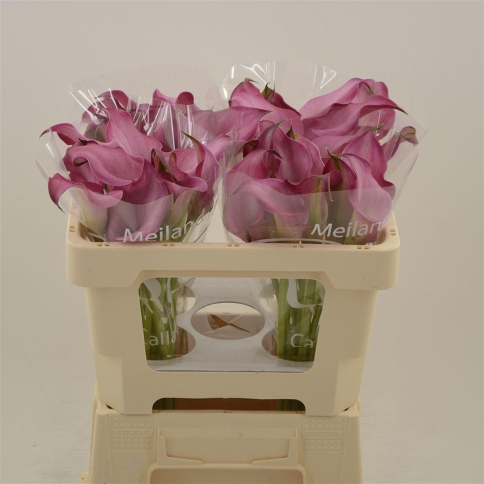 <h4>Calla Fantasia</h4>