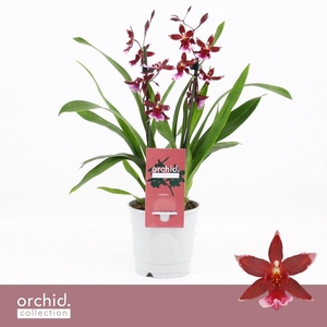 Barrocco Red, 2-spike Compact 'Orchid Collection'