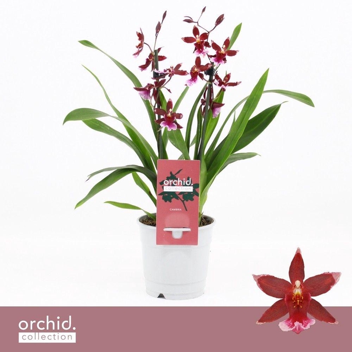 <h4>Barrocco Red, 2-spike Compact 'Orchid Collection'</h4>