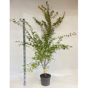 ACER PA SANGOKAKU