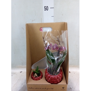 Arr.  Phalaenopsis H%