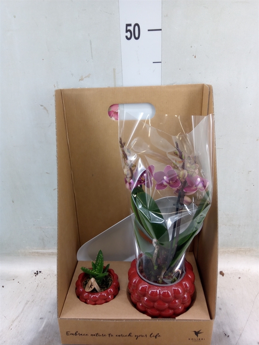 <h4>Arr.  Phalaenopsis H%</h4>