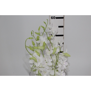 DENPHALAEN MACO MINIMO 30 FLORES