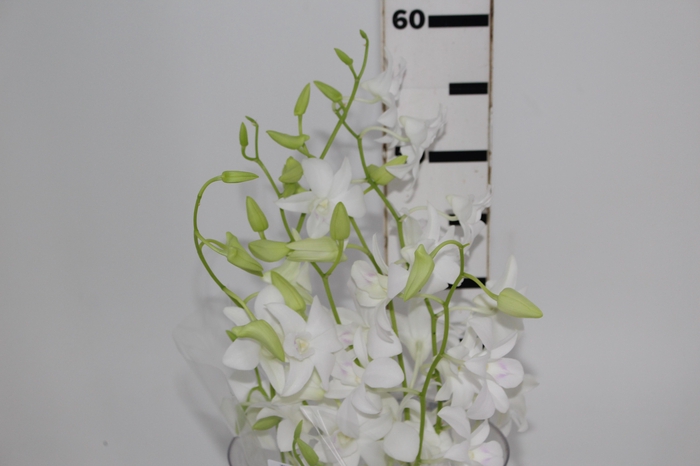 <h4>DENPHALAEN MACO MINIMO 30 FLORES</h4>