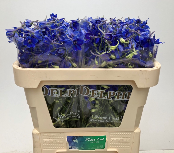 <h4>DELPH EN VOLKERFRIED</h4>