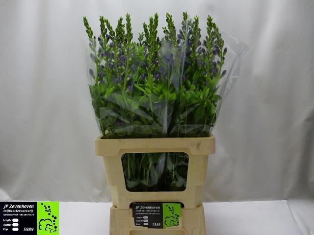 <h4>BAPTISIA AUSTRALIS</h4>