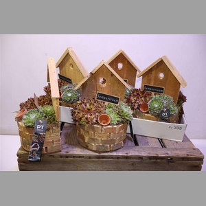 Arr Semp In Houten Tuindeco