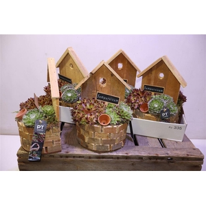 Arr Semp In Houten Tuindeco