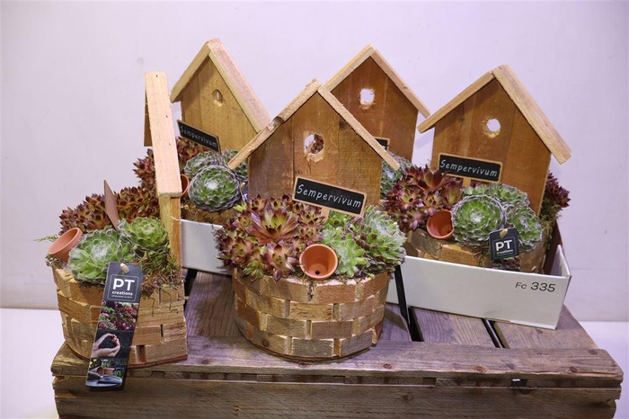 <h4>arr8 Arr Semp In Houten Tuindeco</h4>