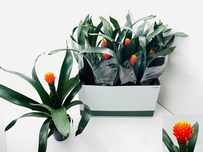 <h4>GUZM CONIFERA</h4>