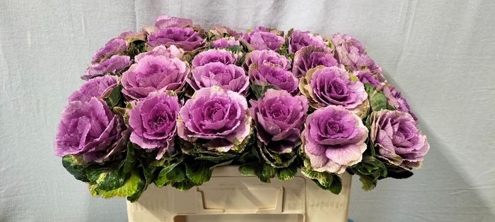 <h4>BRASS CRANE PINK</h4>