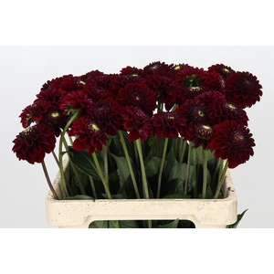 Dahlia Black Fox