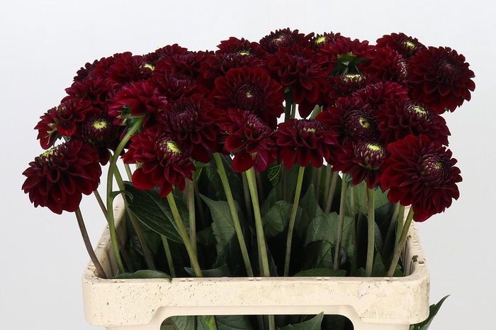 <h4>Dahlia Black Fox</h4>