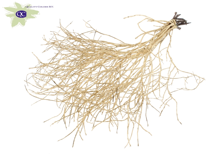 Huckelberry per bunch Antique Gold