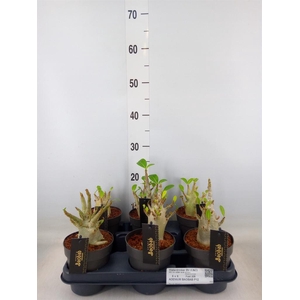 Adenium NB 'Ansu Baobab'