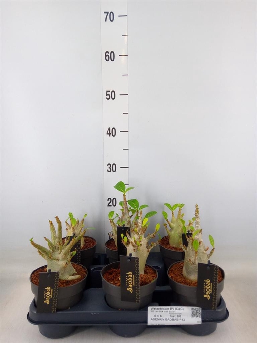 <h4>Adenium NB 'Ansu Baobab'</h4>