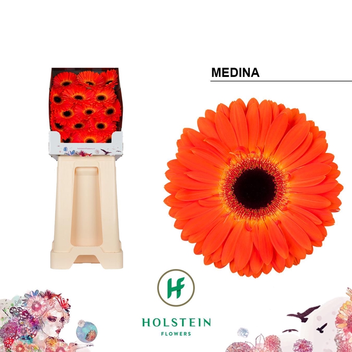 <h4>Gerbera Medina Diamond</h4>