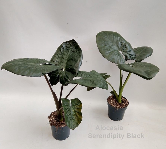 Alocasia