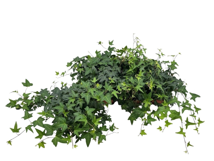 <h4>HED HE DINY</h4>