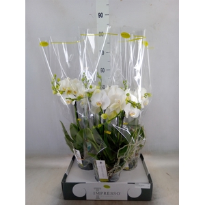 Phalaenopsis   ...white