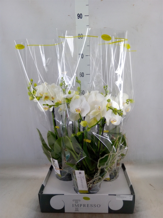 <h4>Phalaenopsis   ...white</h4>