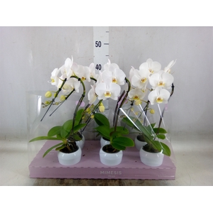 Phalaenopsis   ...white