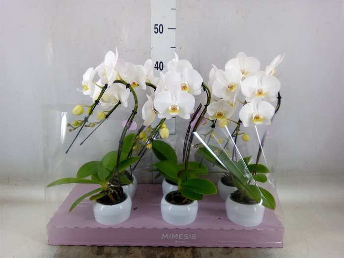 <h4>Phalaenopsis   ...white</h4>