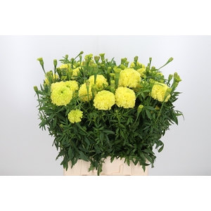 Tagetes Nos. Limegreen