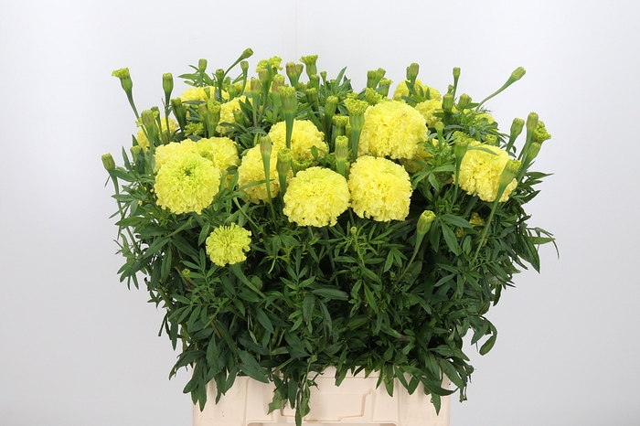 <h4>Tagetes Nos. Limegreen</h4>