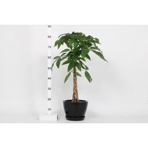 Pachira aquatica 20Ø 80cm